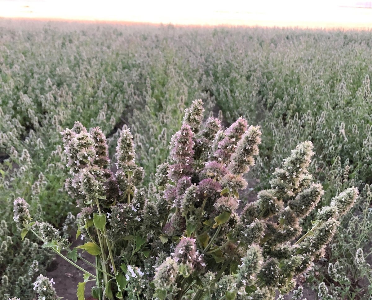 From The Field Catnip Buds Cat Treats