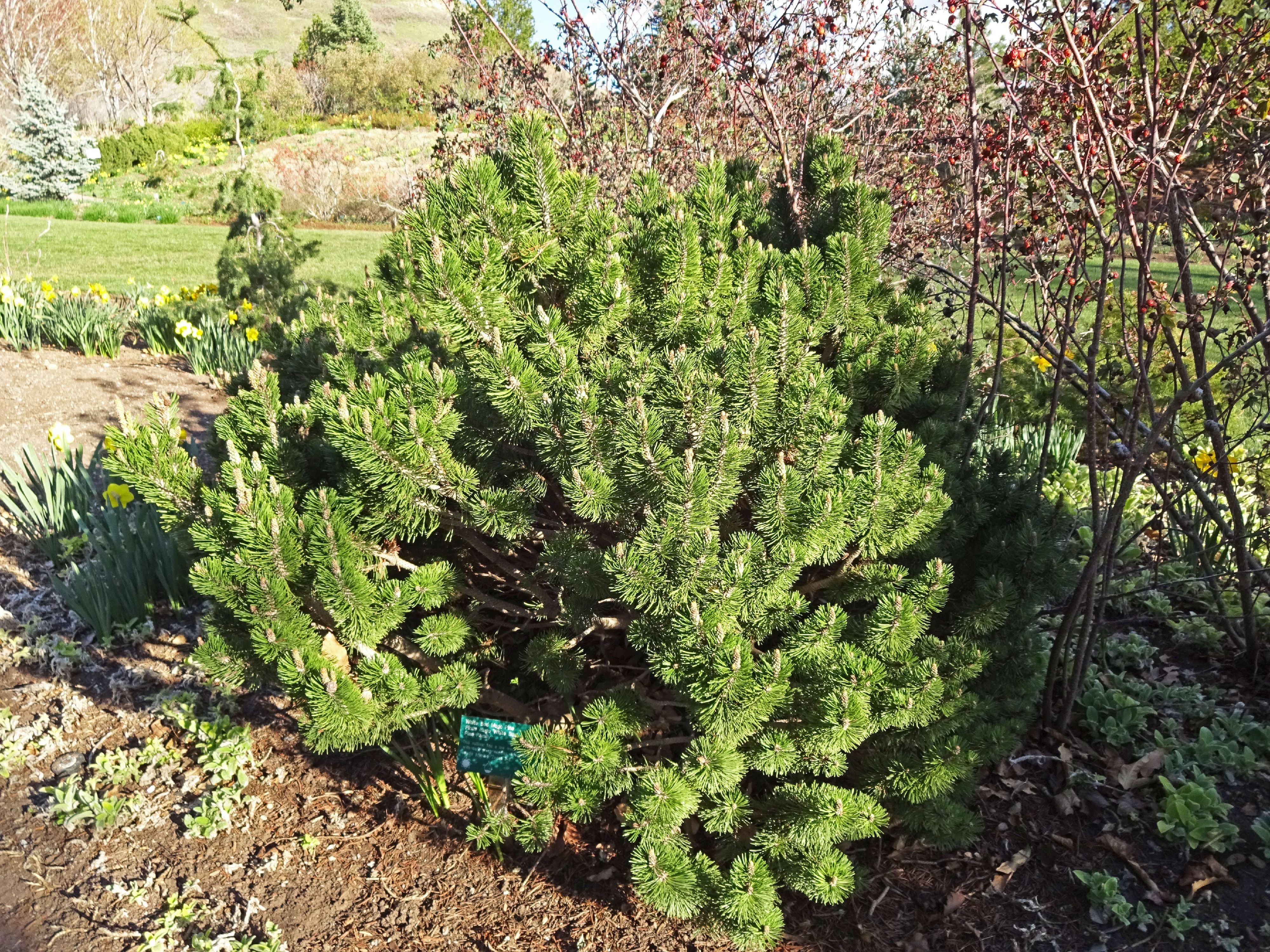 Mugo Pine | Small Tree Seedling | The Jonsteen Company