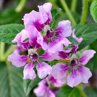 ALTMAN PLANTS 1 Gal. Cuphea Hyssopifolia Lavender Plant 0881259