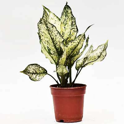 Aglaonema snow white, Aglaonema snowflake - Plant