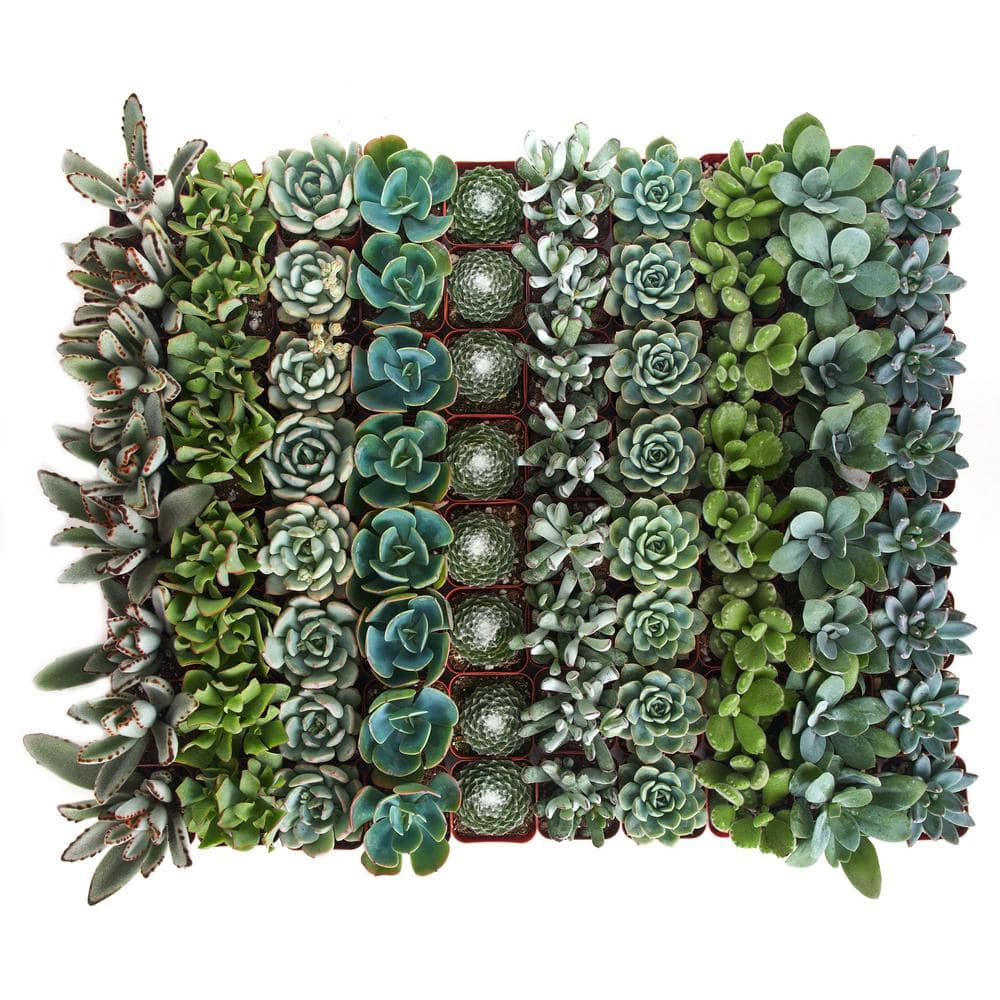 Shop Succulents 2 in. BlueGreen Collection Succulent (Collection of 100) BG100