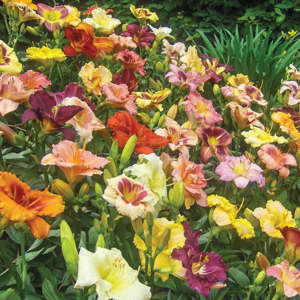 VAN ZYVERDEN Kitchen Sink Breeder's Mixture Daylilies Roots of 12-Set 83490