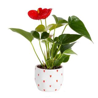 Costa Farms Blooming Anthurium Indoor Plant in 4 in. Premium Ceramic Pot Avg. Shipping Height 1-2 ft. Tall CO.AAD04SCH