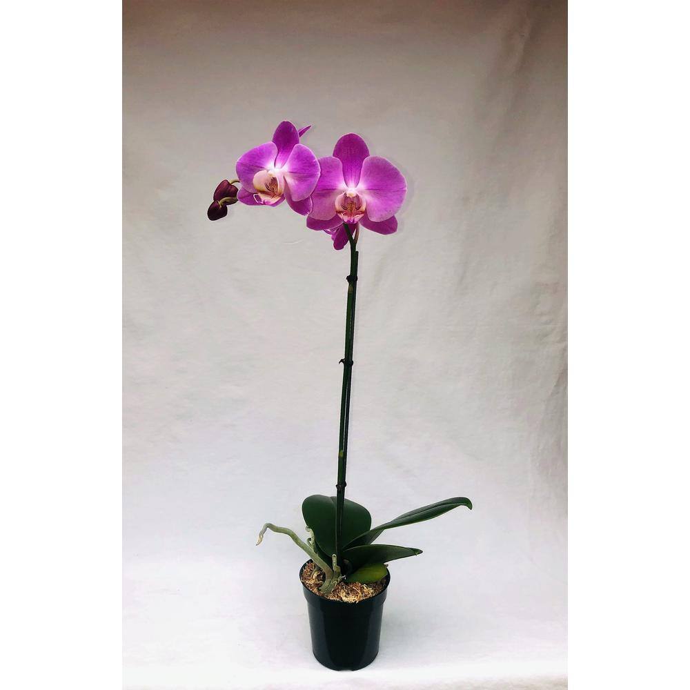 4 in. Phalaenopsis Orchid in Grower Pot PHAL4BLOOM