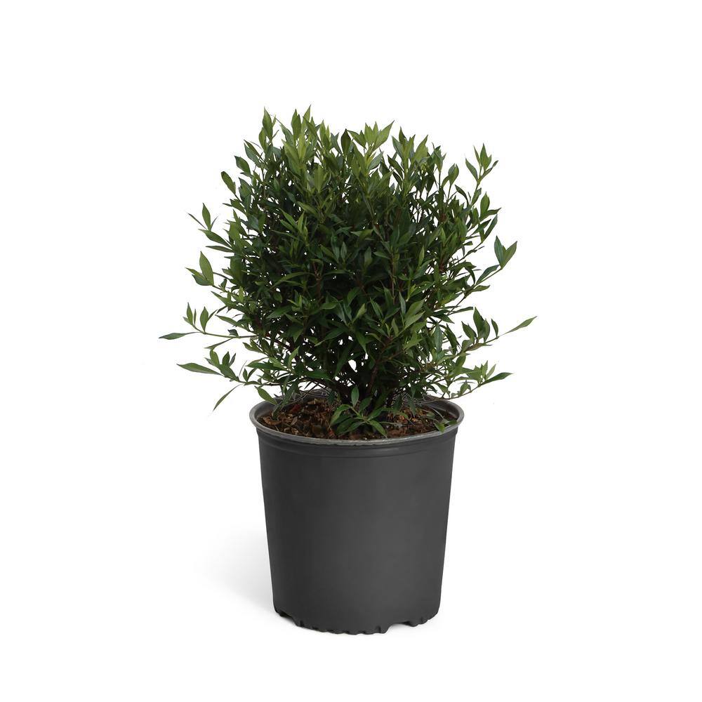 Brighter Blooms 3 Gal. Flowering Frost Proof Gardenia with White Blooms GAR-FRO3