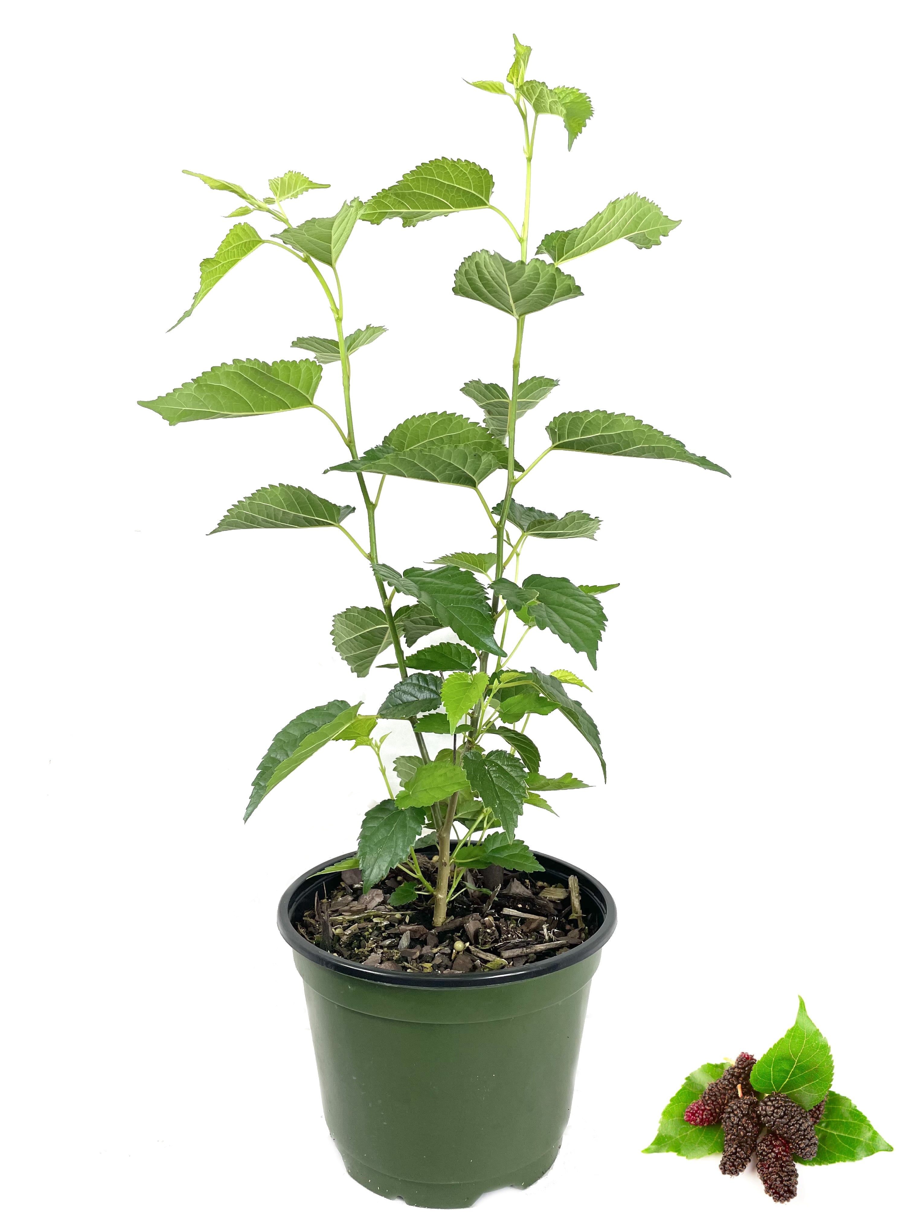 Everbearing Mulberry Tree - Live Plant in a 6 inch Pot - Edible Fruit Tree for The Patio and Garden