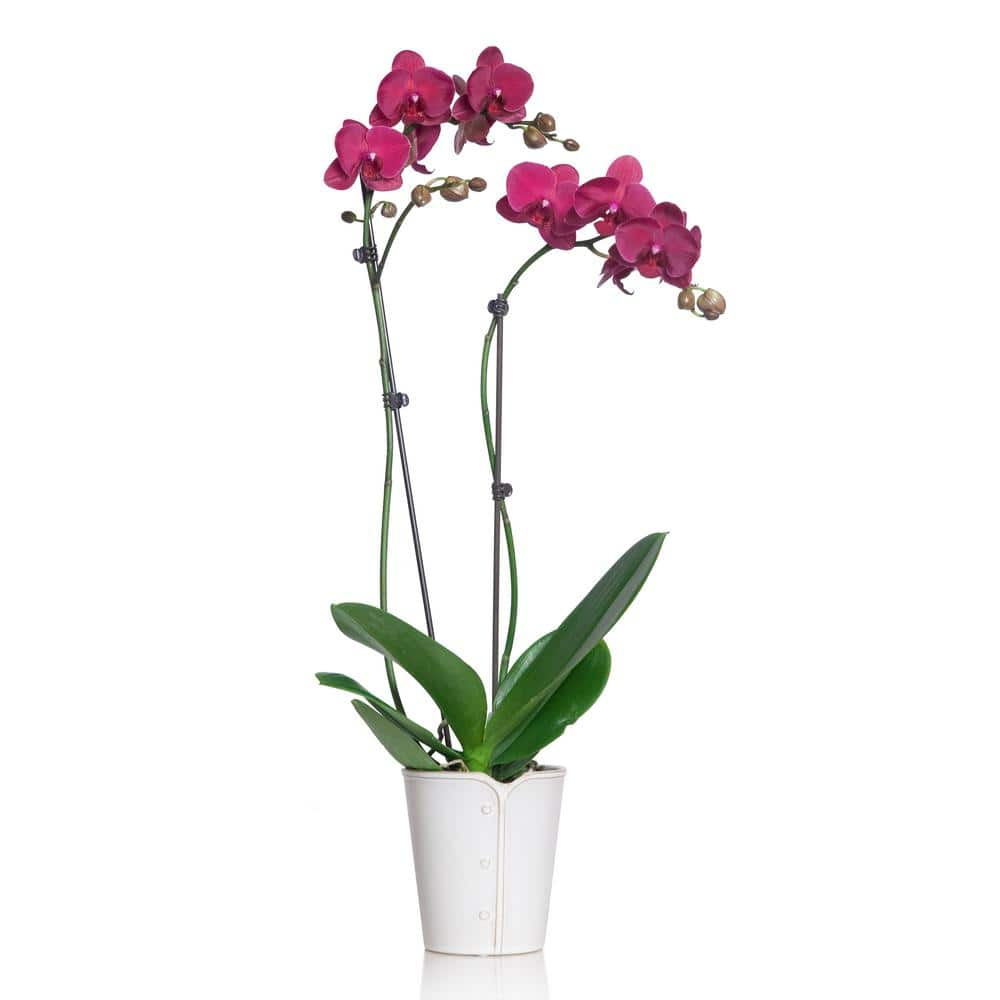 Just Add Ice Pink 5 in. Classic Orchid Plant in Ceramic Pot (2-Stems) 215585