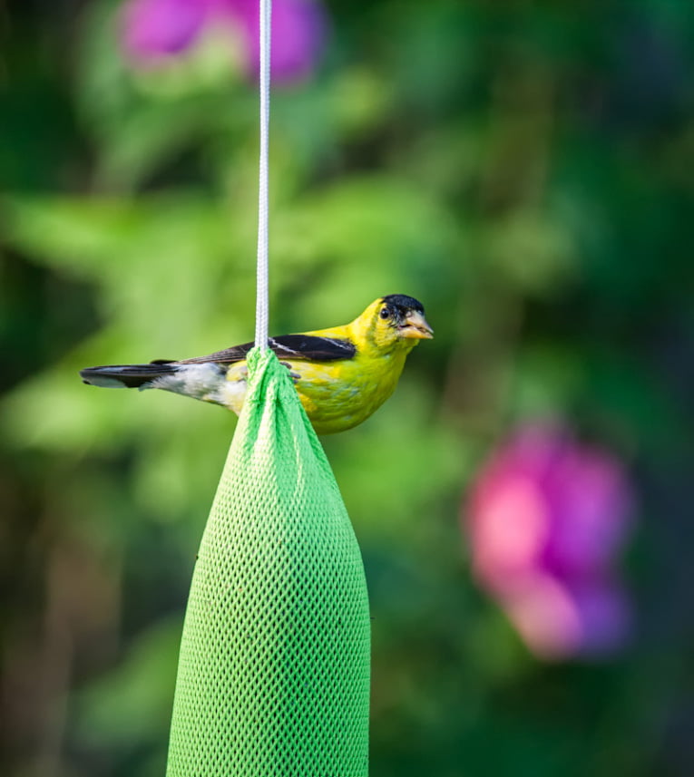 Mr. Canary Green/White Seed-Filled Sock Feeder for Finches， 'Pair of Socks' 2ct