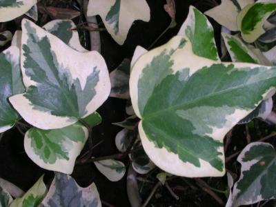 Classy Groundcovers - Variegated Algerian Ivy 'Glorie'， 'Variegata'， Canary Island Ivy， North African Ivy， Madeira Ivy {25 Pots - 3 1/2 inch Square}