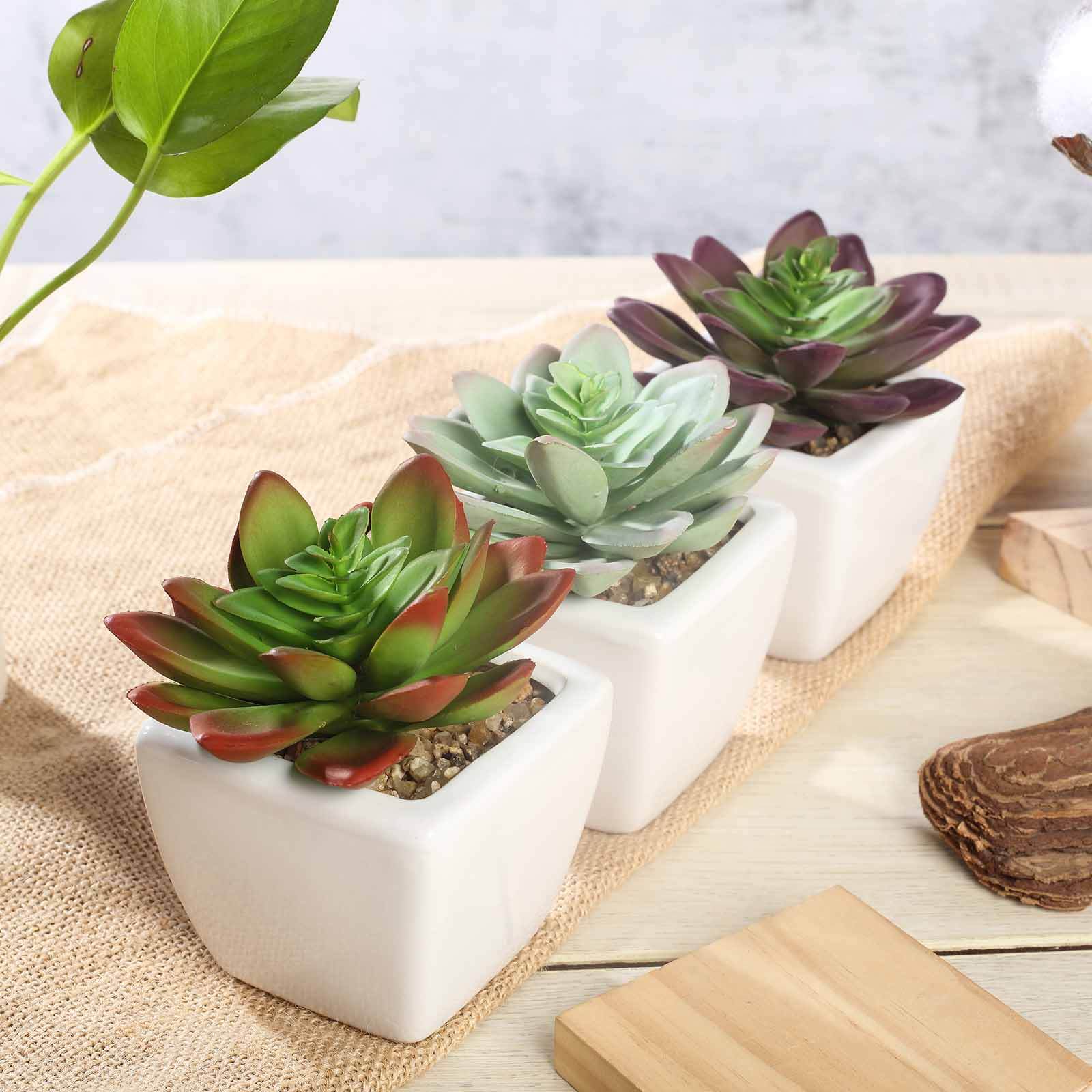 3 Pack Ceramic Planter Pot and Artificial Echeveria Elegans Plants 4