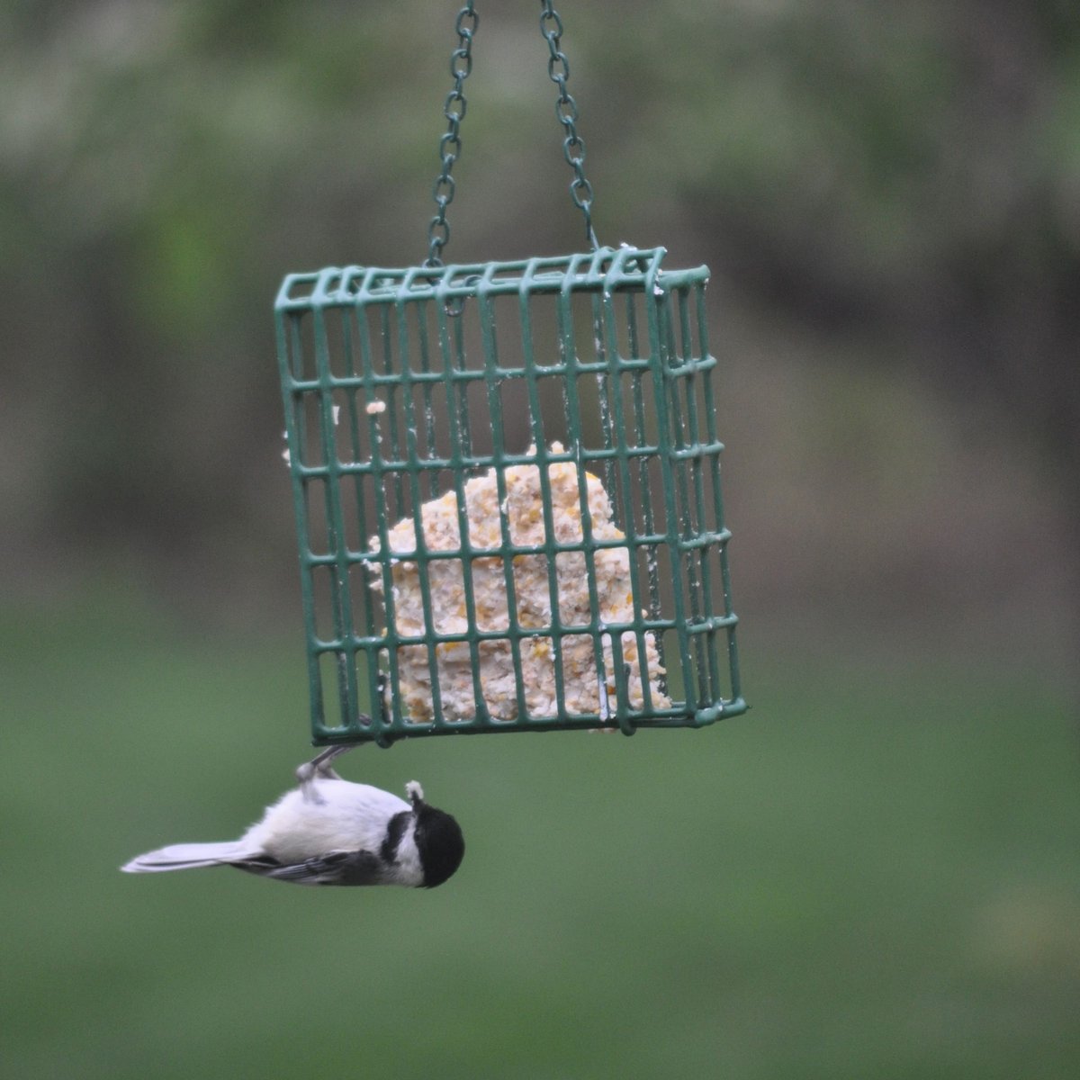 CandS Woodpecker Treat Suet Wild Bird Food