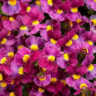 PROVEN WINNERS 4.25 in. Eco+Grande Aromance Mulberry (Nemesia) Live Plant Purple Flowers (4-Pack) NEMPRW1097504