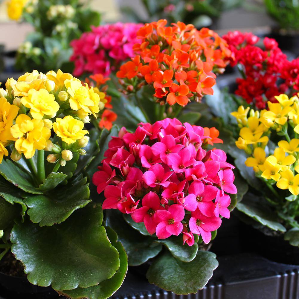 ALTMAN PLANTS 3-Pack 2.5 in. Kalanchoe Bloss Live Succulents in Assorted Colors with White Ceramic Pots 0872859