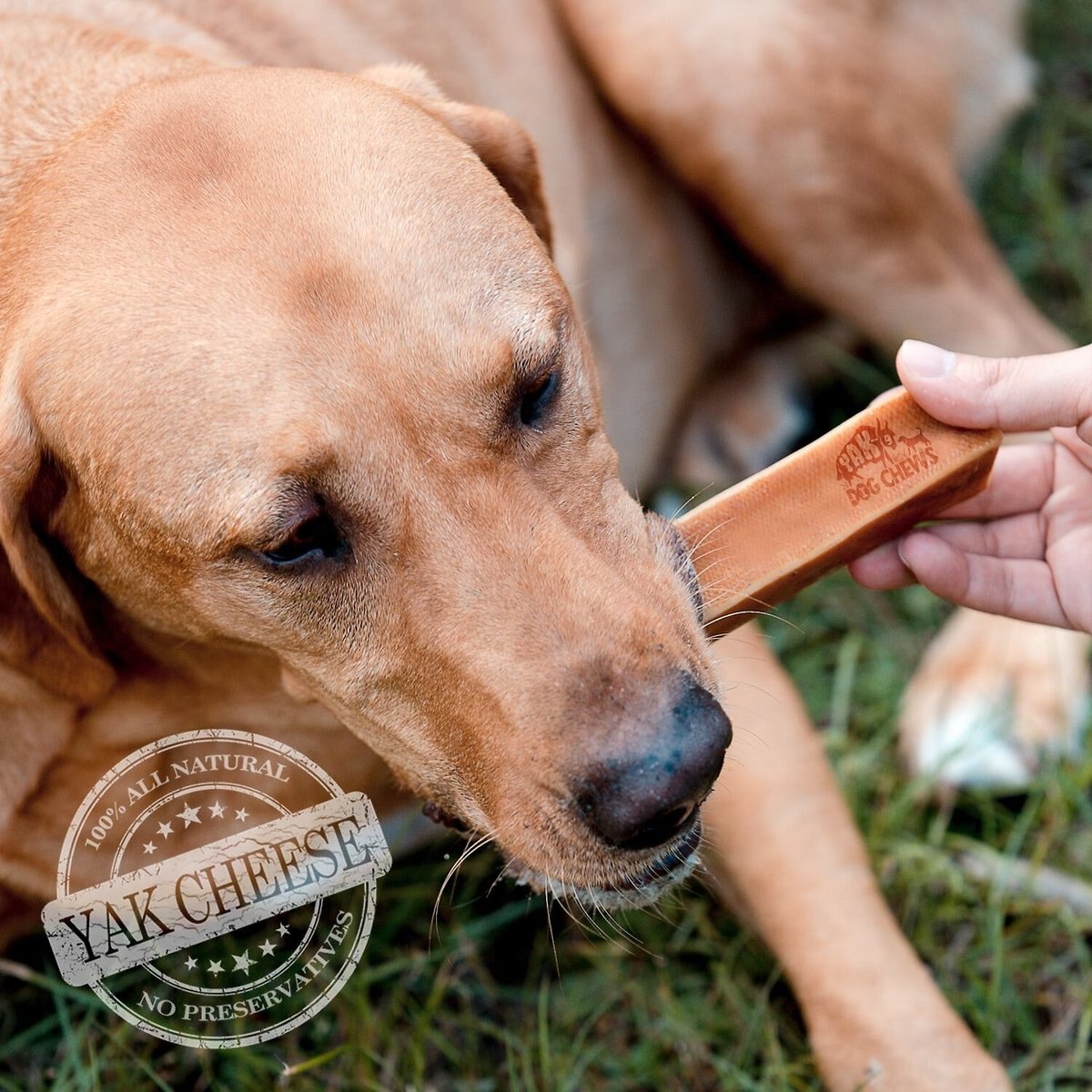 Yak9 Chews Yak Milk Chew Dog Treat， Large