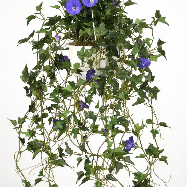 Hanging Morning Glory Plant