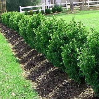 BELL NURSERY 3 Gal Green Mountain Boxwood (Buxus) Live Evergreen Shrub BUXUS3GMT1PK