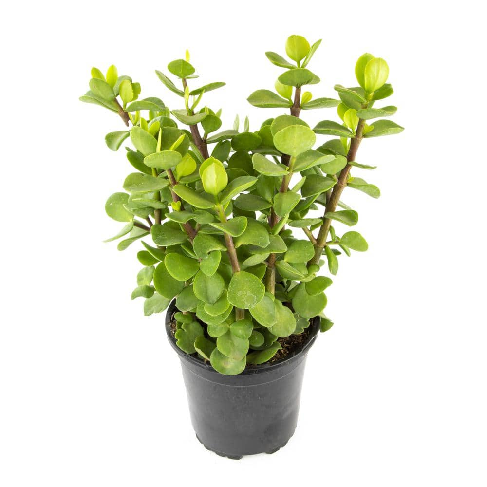 SMART PLANET 1G Portulacaria Mammoth (Porkbush) in Grow Pot - Single Plant 0880118