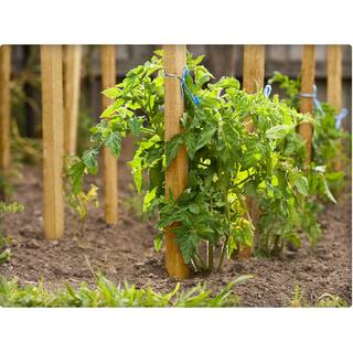 Vigoro 4 ft. Wooden Garden Stake RC 84N