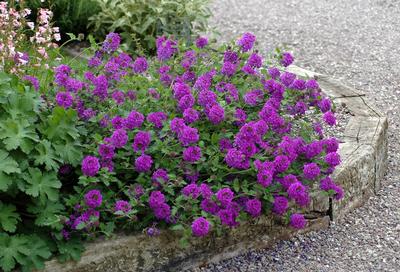 Verbena Canadensis Homestead Purple