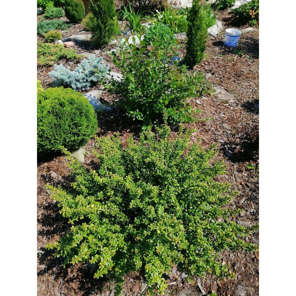 BELL NURSERY 3 Gal. Compacta Japanese Holly (Ilex Crenata) Live Evergreen Shrub ILEXC3CRE1PK