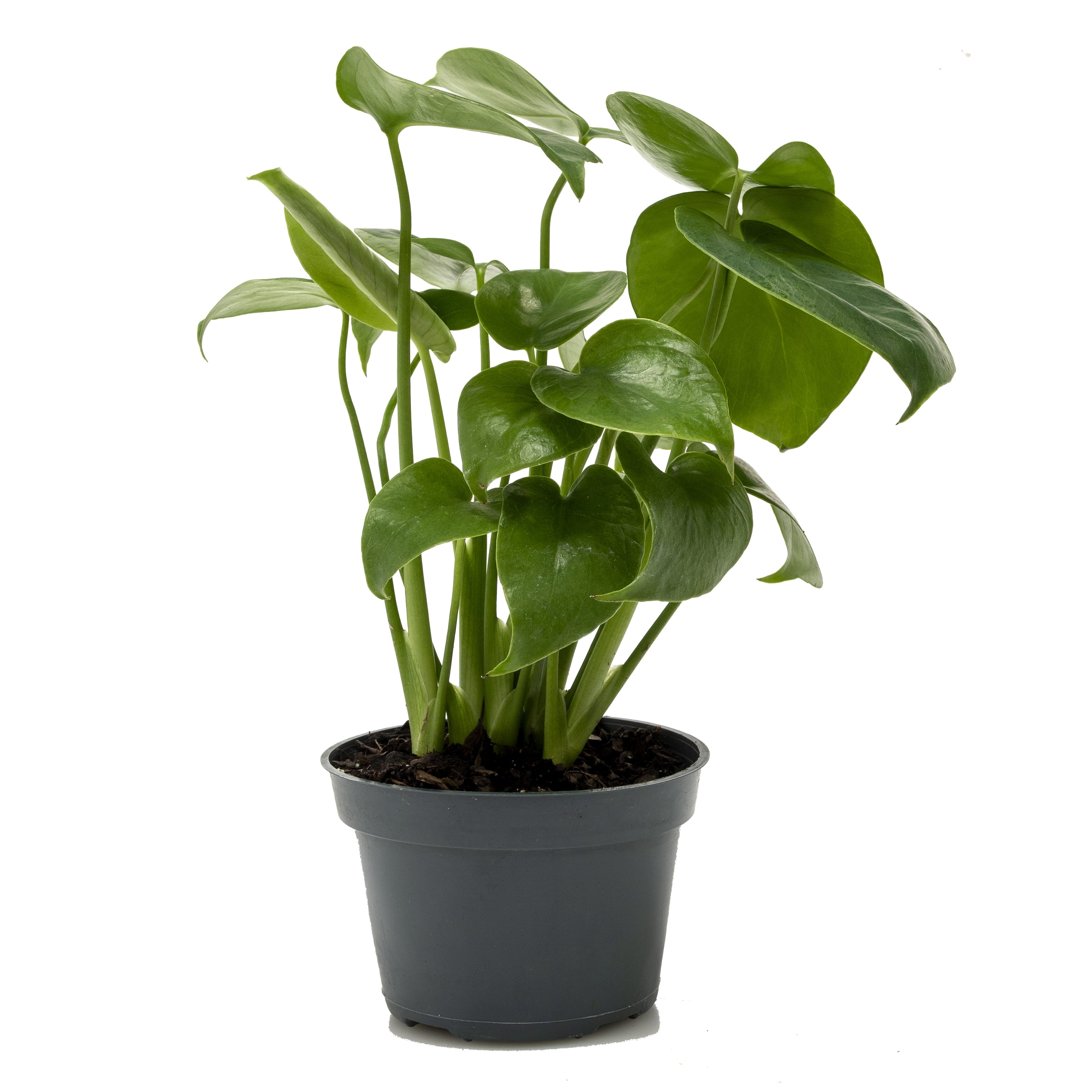 4 In. Pot Monstera Philodendron， Live Potted Tropical Plant (1-Pack)