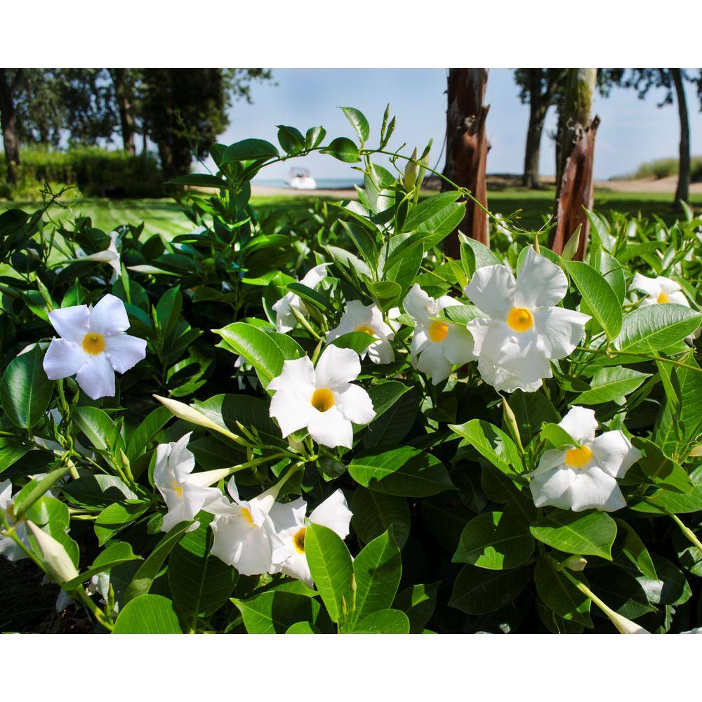 Rio 0.9 Gal. (#9) Dipladenia Flowering Annual Shrub with White Blooms 1004124238