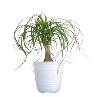 United Nursery Ponytail Palm Beaucarnea recurvata Live Easy Care Plant in 6 inch White Decor Pot 74424