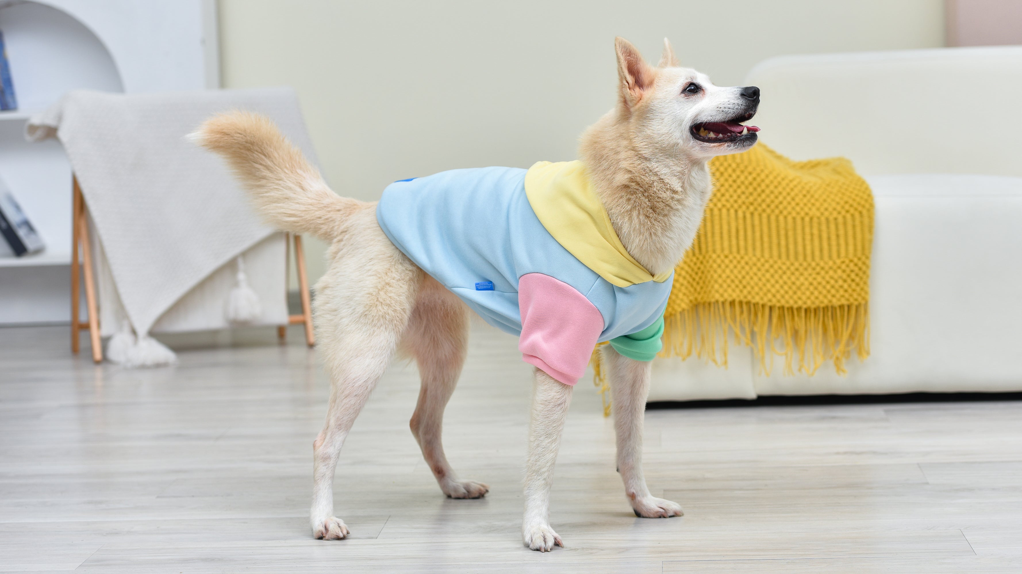 The Dodo Pastel Colorblock Dog Hoodie - Medium