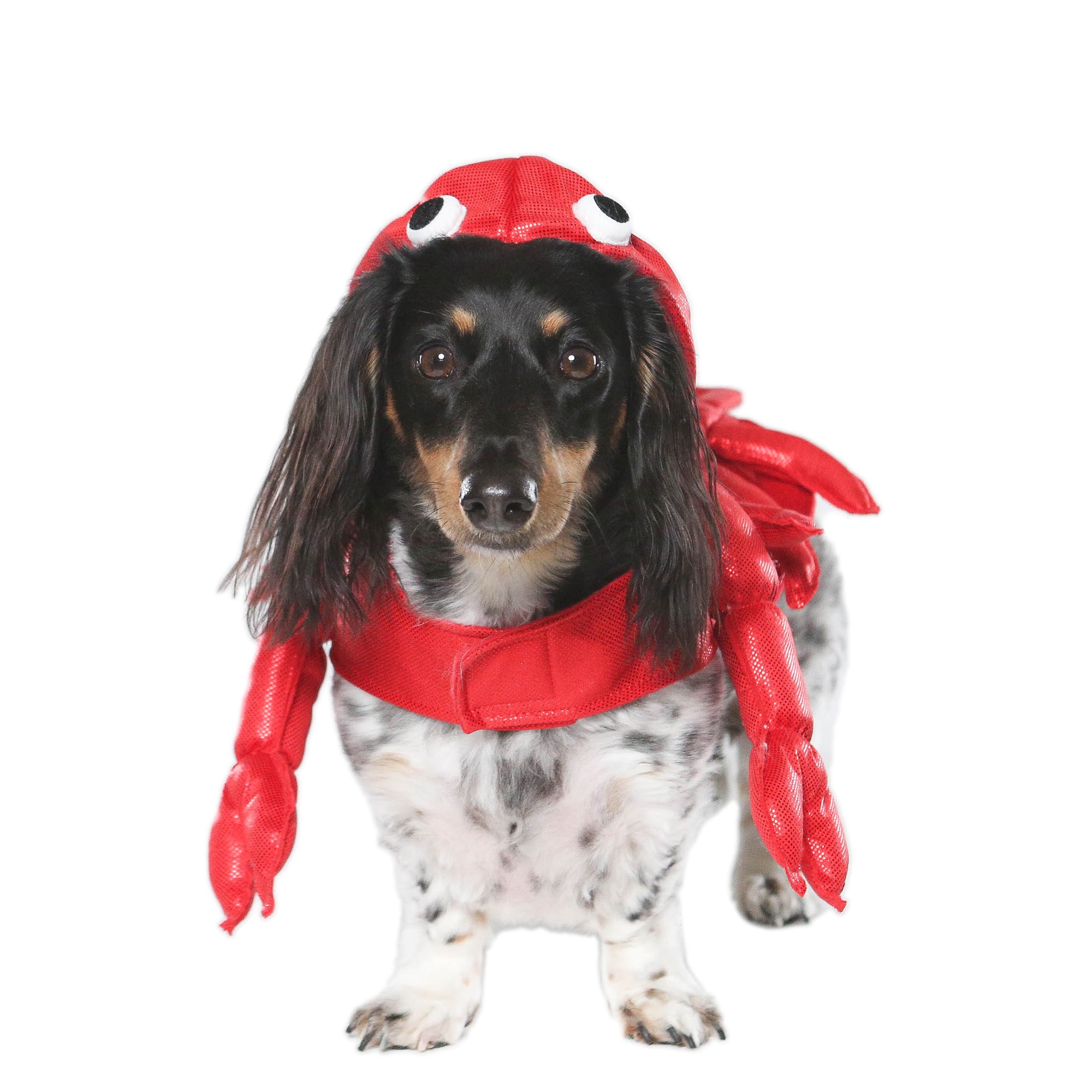 Vibrant Life Halloween Dog Costume and Cat Costume: Lobster， Size Small