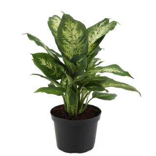 Costa Farms Dieffenbachia Indoor Plant in 6 in. Grower Pot Avg. Shipping Height 1-2 ft. Tall 6EX