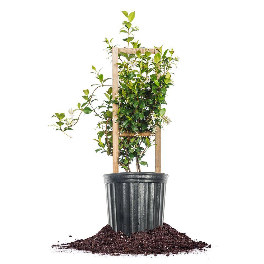 White Flowering Confederate Jasmine Shrub in 3 Gal. Grower's Pot THD00019