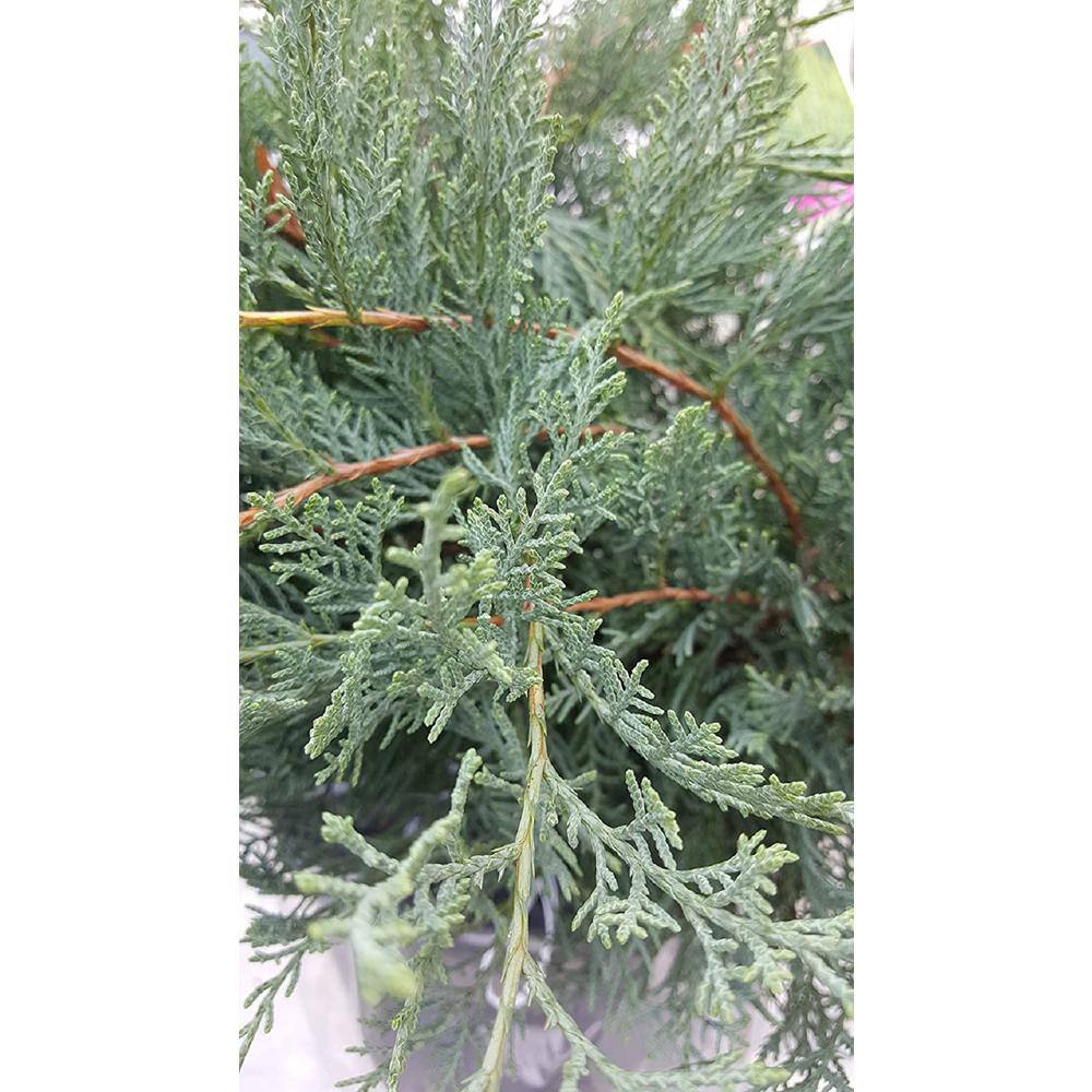 national PLANT NETWORK 2.25 Gal. Gray Owl Juniper Plant HD7483