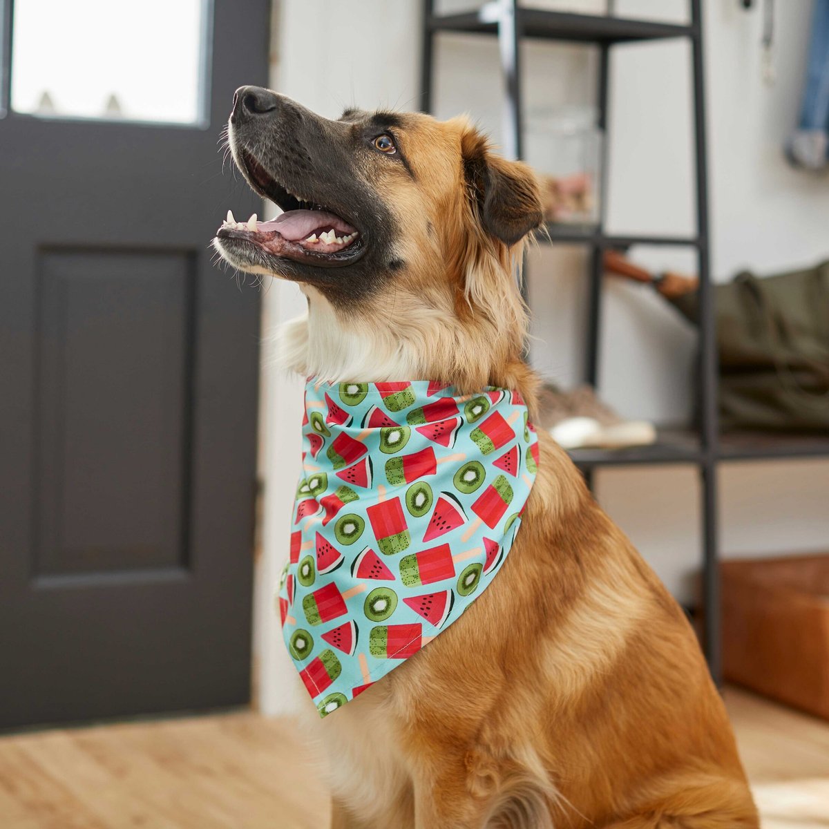 Frisco Fruity Summer Dog and Cat Bandana