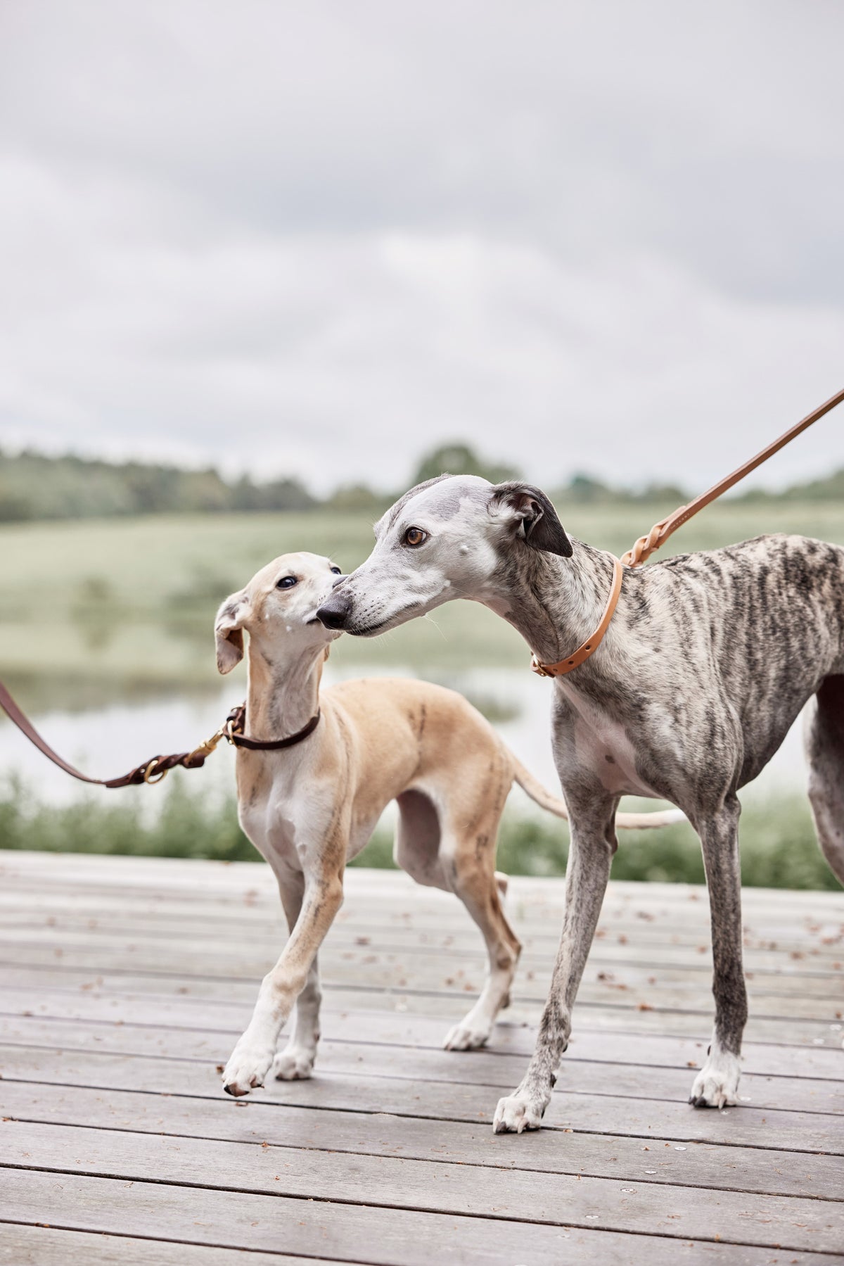 Robin Dog Leash - Natural