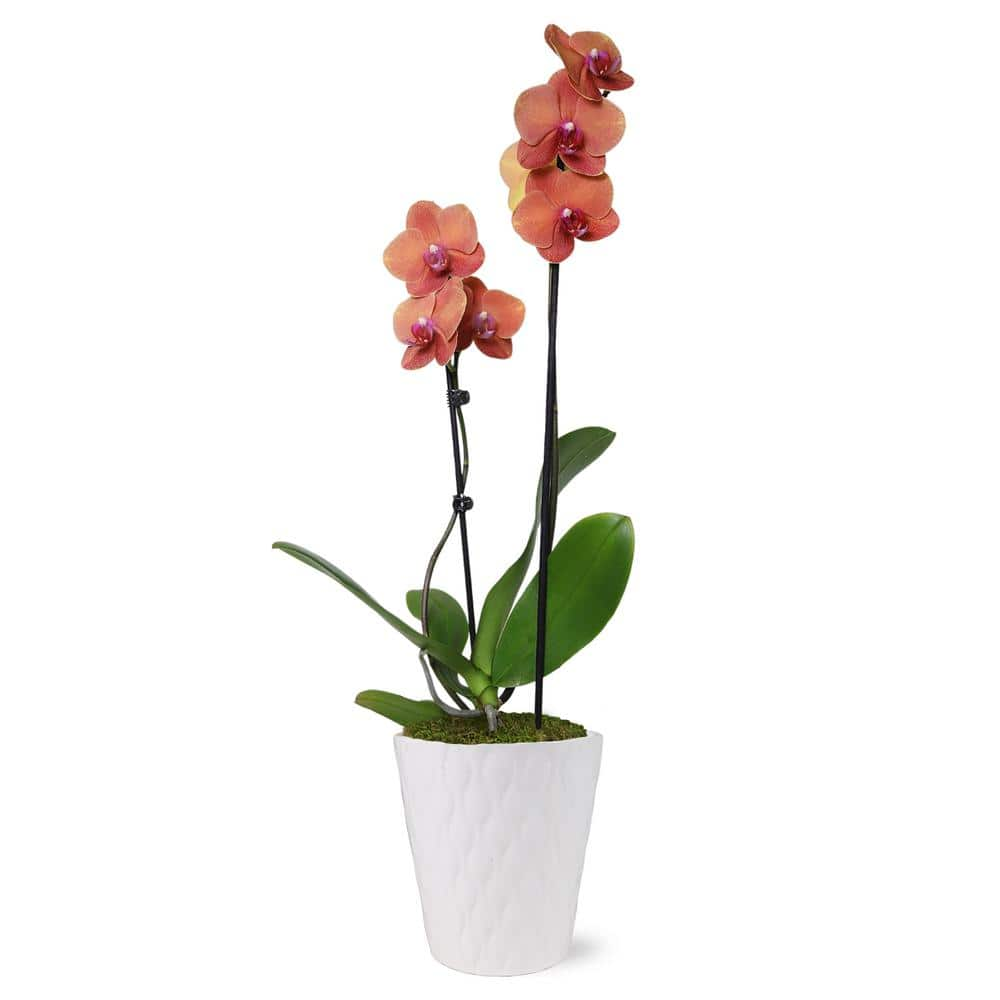 Just Add Ice Premium Orchid (Phalaenopsis) Salmon Plant in 5 in. White Ceramic Pottery J5017