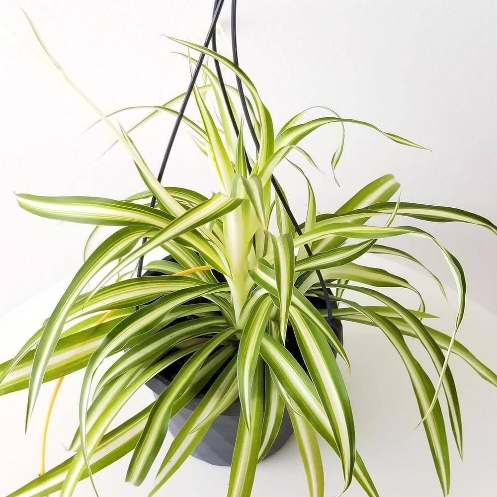 Wekiva Foliage 2 in. Enchanting Spider Plant - 3 Live Plants - Chlorophytum Comosum - Nature's Green Symphony for Your Home in Pots EnchantingSpiderPlant2x3