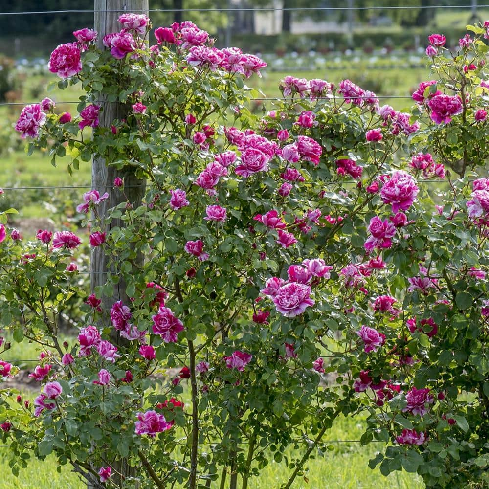 national PLANT NETWORK Bareroot Raspberry Twirl Climbing Rose (2-Piece) HD1402