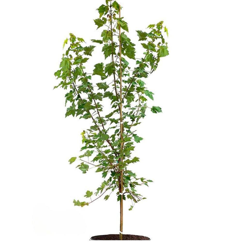7 Gal. October Glory Maple Shade Tree MAPOCT07G