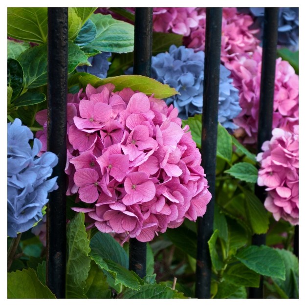 Hydrangea x27 la Dreamin x27 3pc National Plant Network U s d a Hardiness Zones 5 10