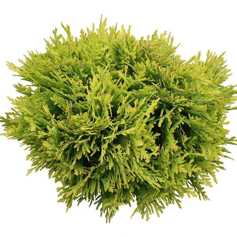 PROVEN WINNERS 2 Gal. Anna's Magic Ball Arborvitae Evergreen Shrub 18179