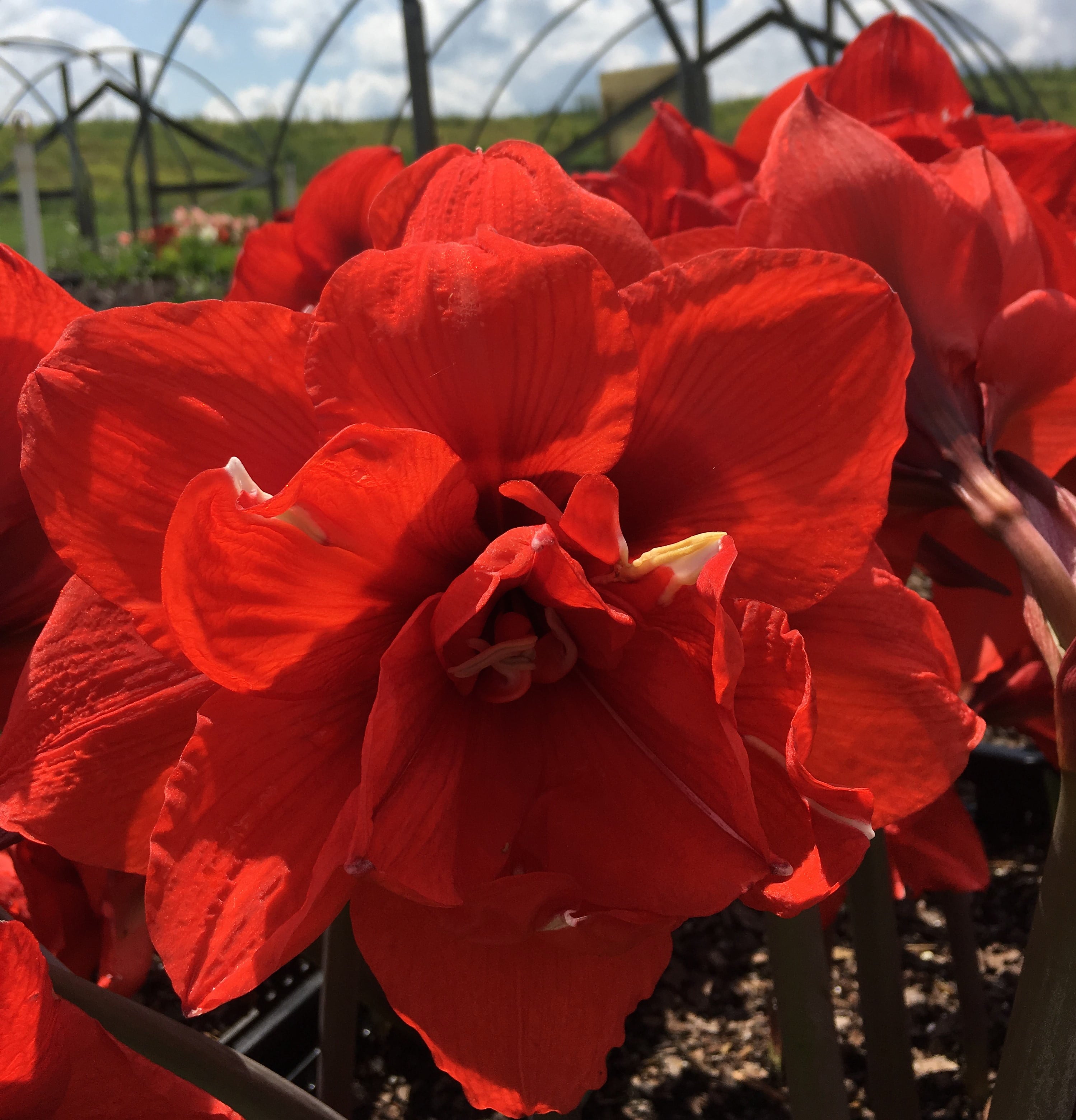 Red Peacock Amaryllis Bulb