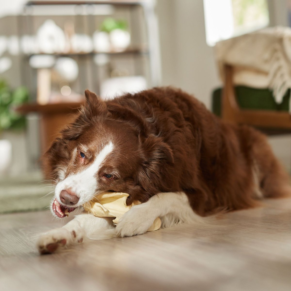 Bones and Chews Cow Ear Chews Dog Treats