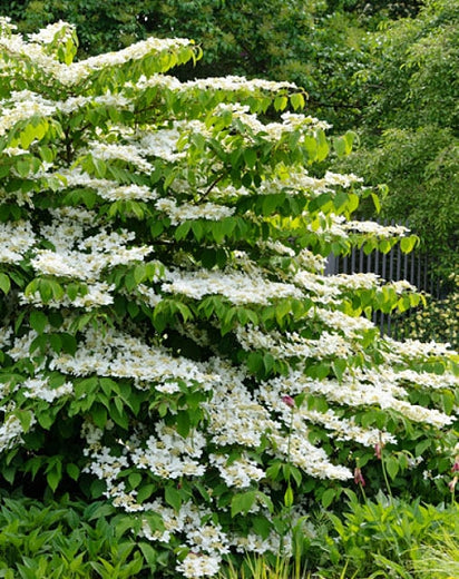 Shasta Viburnum Shrub