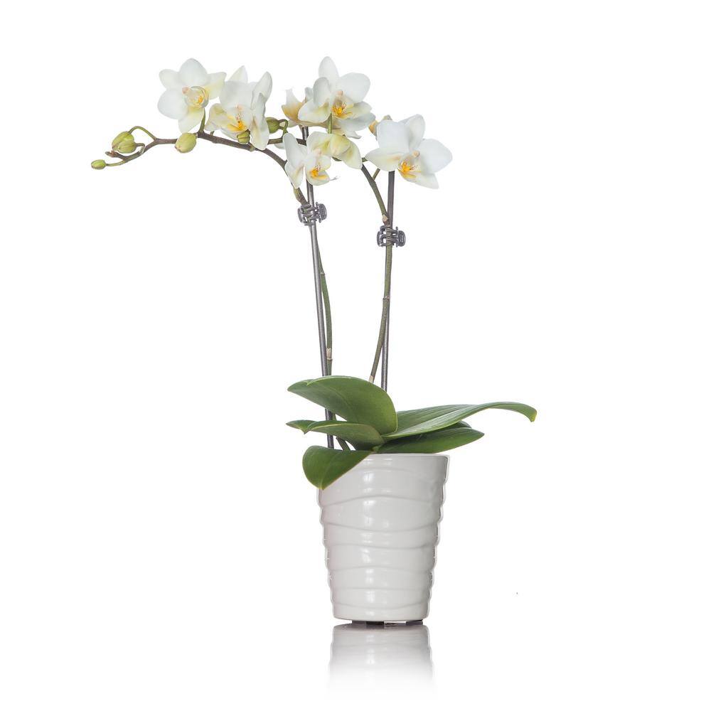 Just Add Ice White Mini Orchid Plant in Ceramic Pot 231181