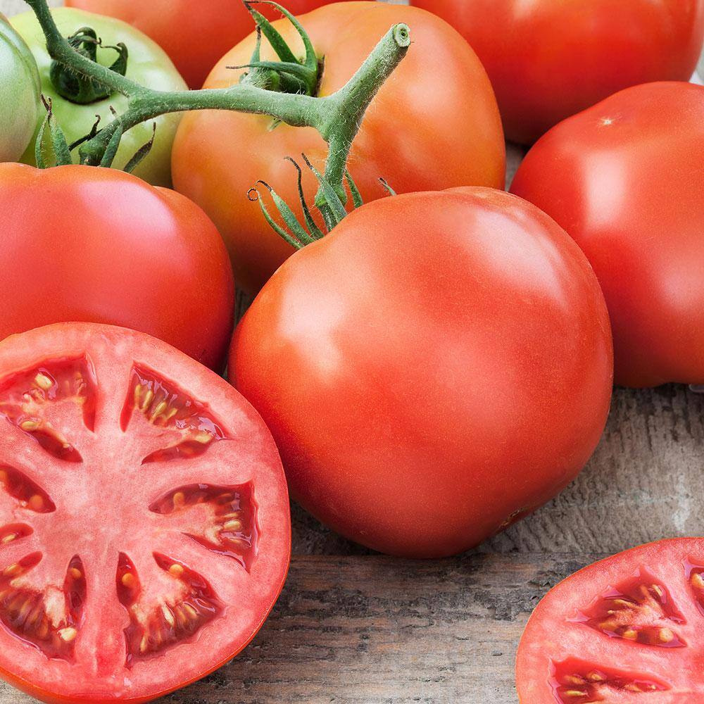 Bonnie Plants 2.32 qt. Big Beef Tomato Plant 0205