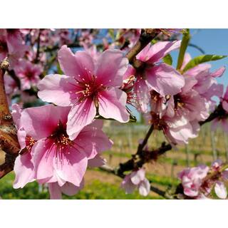 Online Orchards Halls Hardy Almond Tree Bare Root NTAL003