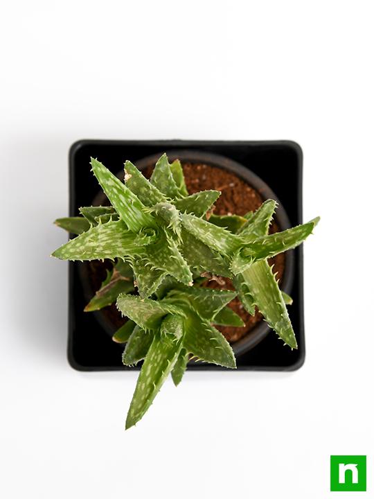 Aloe juvenna - Succulent Plant