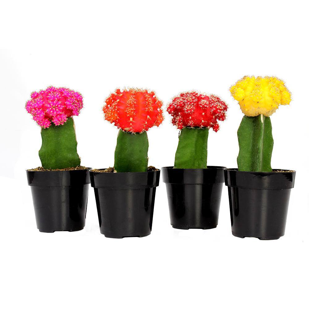 SMART PLANET 2.5 in. Grafted Cactus Plant Collection (4-Pack) 0880049