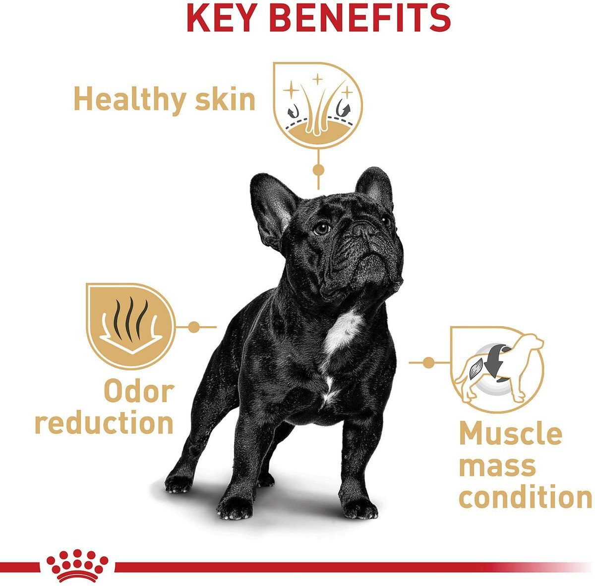 Royal Canin Breed Health Nutrition French Bulldog Adult Dry Dog Food