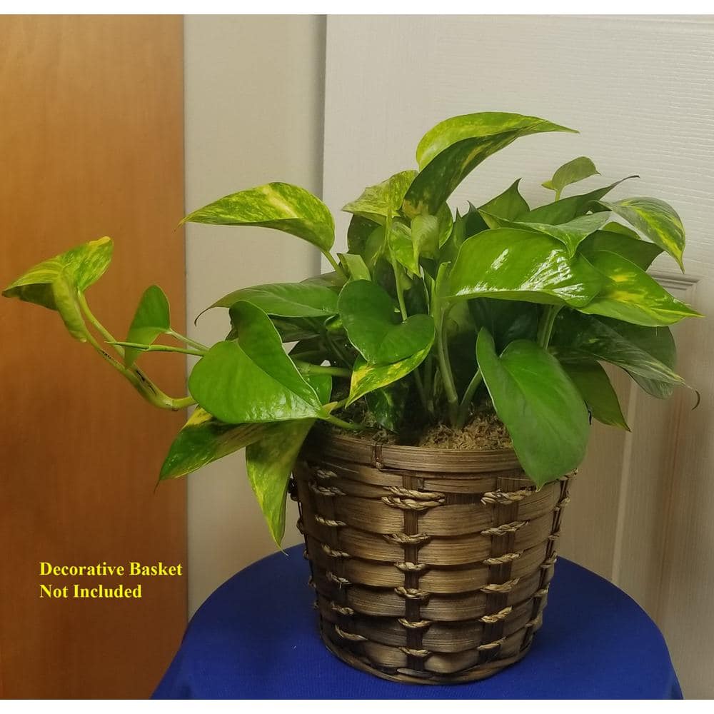 6 in. Golden Pothos Plant in Hanging Basket HBGldP006